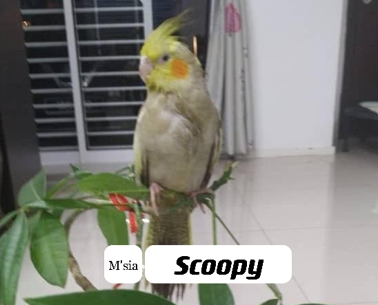 4_Scoopy