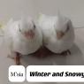 5_Winter And Snowy