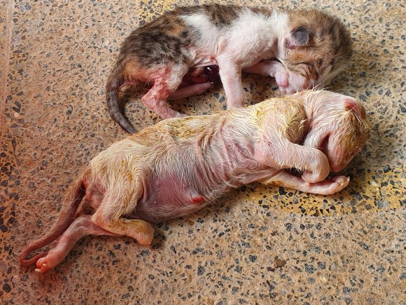 2_Love and Joy Kittens  - 2