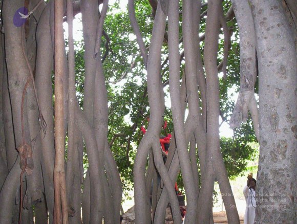 20050409_Photo_1001_100_2027_CMP_WM