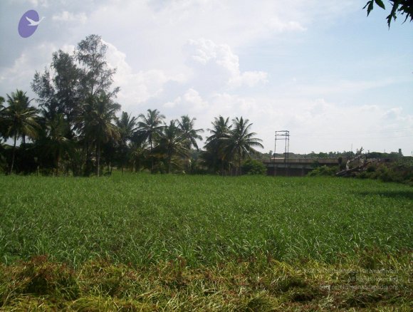 20050409_Photo_1008_100_2063_CMP_WM