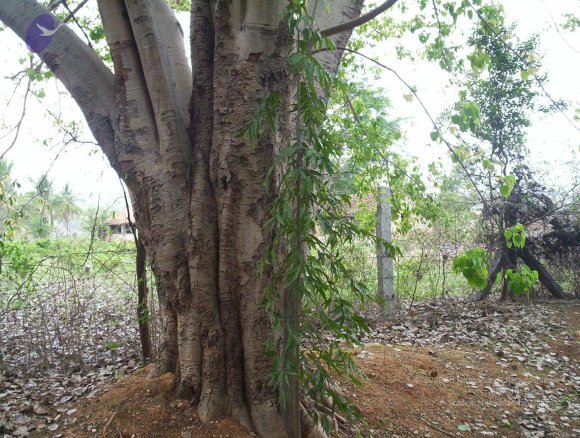 20050409_Photo_1093_100_2035_CMP_WM