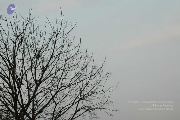 Img0085_CMP_WM