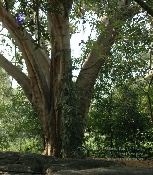 Img0288_CMP_WM