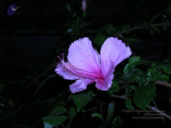 DSCN0166_CMP_WM