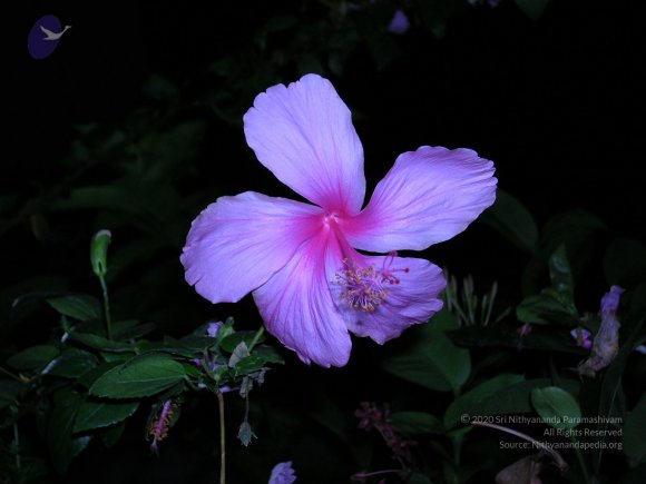 DSCN0167_CMP_WM