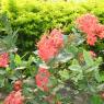 DSCN0283_CMP_WM