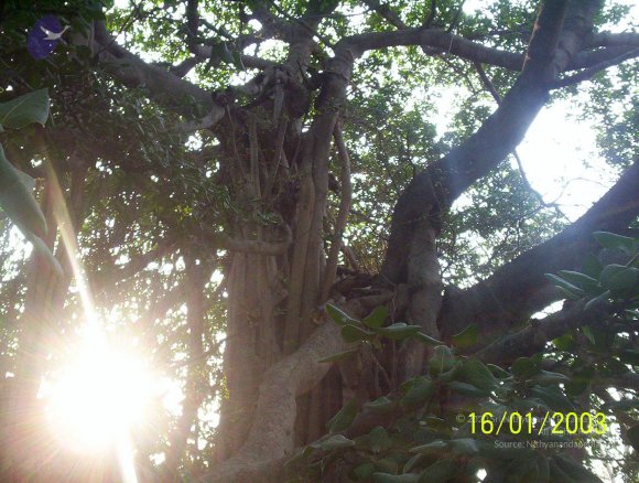 20050323_Photo_1027_100_1639_CMP_WM