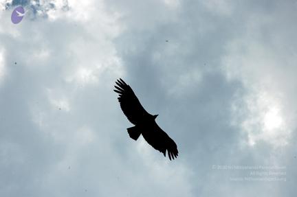 Img1573_CMP_WM