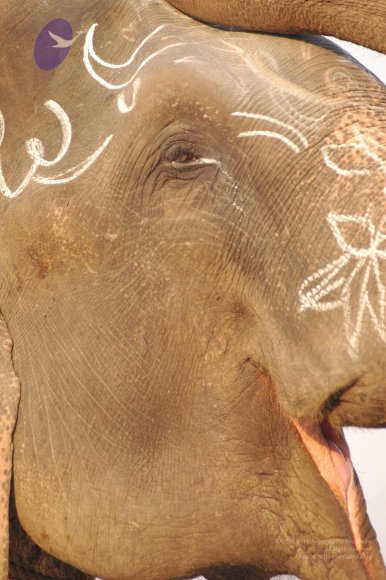 india-Ashram-Dic.30-31-1 -.05-06 179_CMP_WM