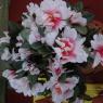 DSC03930_CMP_WM