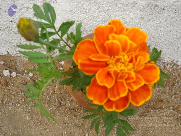 20070903_Photo_266_1L7TAWu-IjcITYV8PJLKN5wNPx-xe3ZsZ