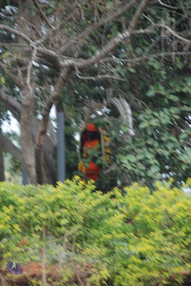 20081224_Photo_1059_DSC_0320_CMP_WM