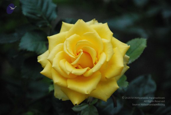 DSC_0201_CMP_WM