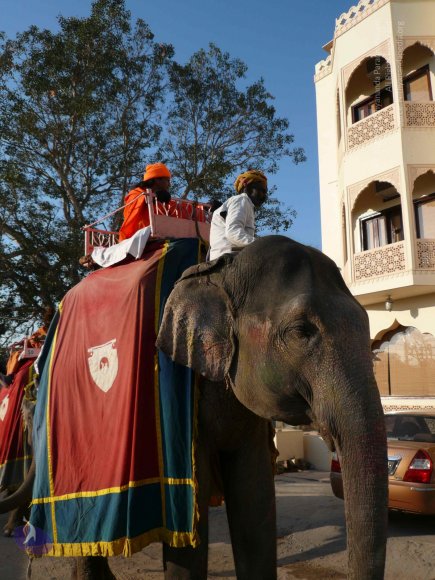 1-Himalaya-Yatra_Photo_1011_P1090110_CMP_WM