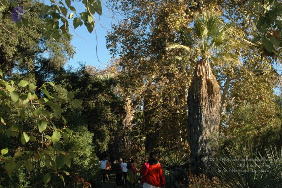 19November2008_NYT_Los_Angeles_03-1_CMP_WM