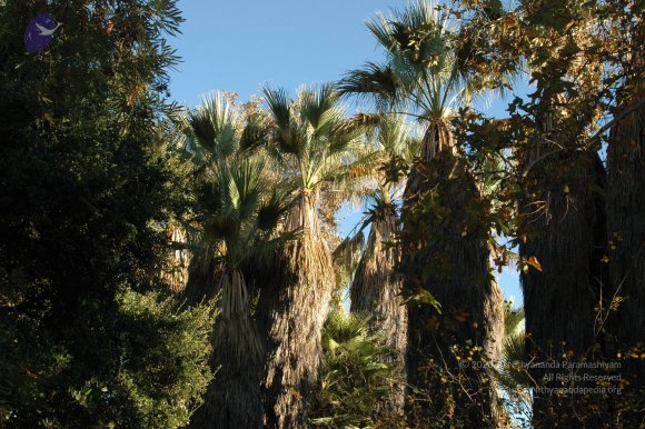 19November2008_NYT_Los_Angeles_04_CMP_WM