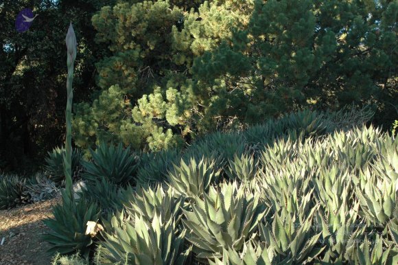 19November2008_NYT_Los_Angeles_07-1_CMP_WM