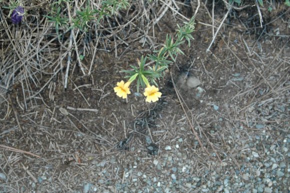 19November2008_NYT_Los_Angeles_11-1_CMP_WM