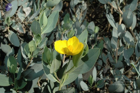 19November2008_NYT_Los_Angeles_12-1_CMP_WM