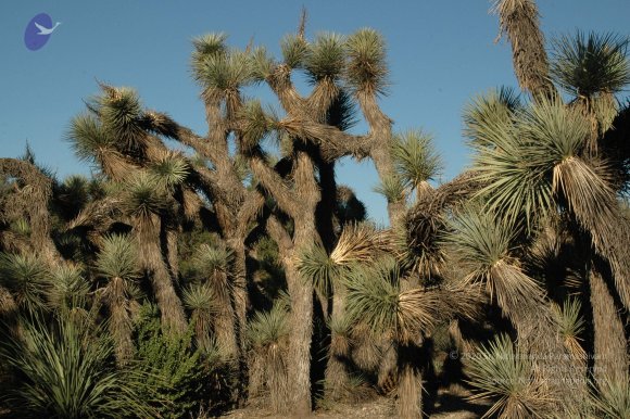 19November2008_NYT_Los_Angeles_13-1_CMP_WM