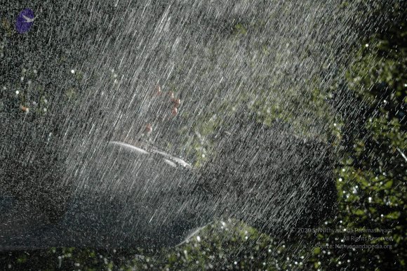 19November2008_NYT_Los_Angeles_73-1_CMP_WM