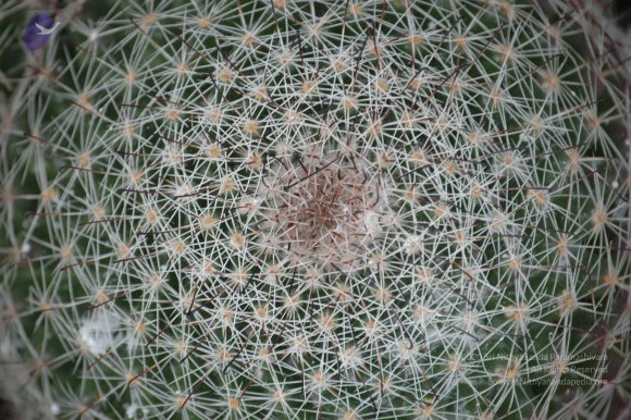 20081111_Photo_1581_DSC_2764_CMP_WM