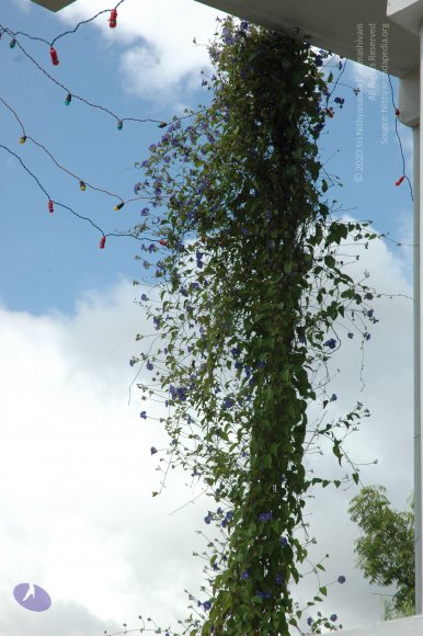 20081111_Photo_1583_DSC_2753_CMP_WM