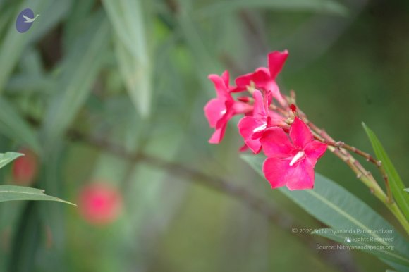 20081111_Photo_1659_DSC_2770_CMP_WM