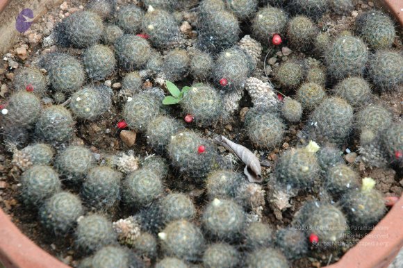 20081111_Photo_1798_DSC_2751_CMP_WM