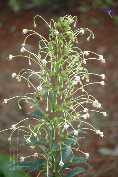 20081111_Photo_1001_DSC_2771_CMP_WM