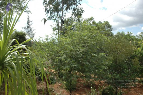 20081111_Photo_1135_DSC_2757_CMP_WM