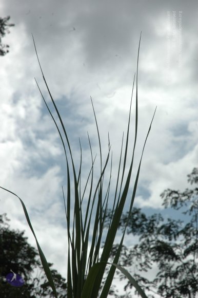 20081111_Photo_1193_DSC_2752_CMP_WM