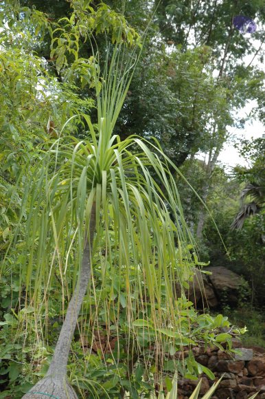 20081111_Photo_1409_DSC_2750_CMP_WM