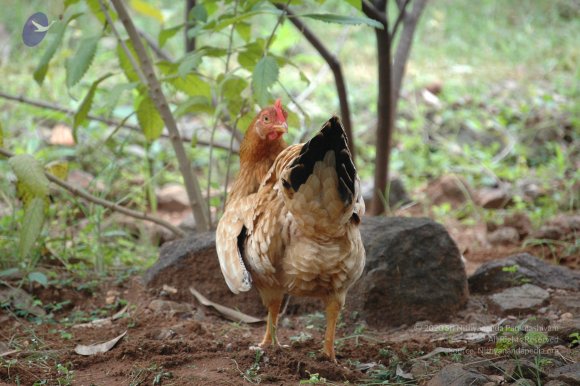 20081111_Photo_1883_DSC_2777_CMP_WM