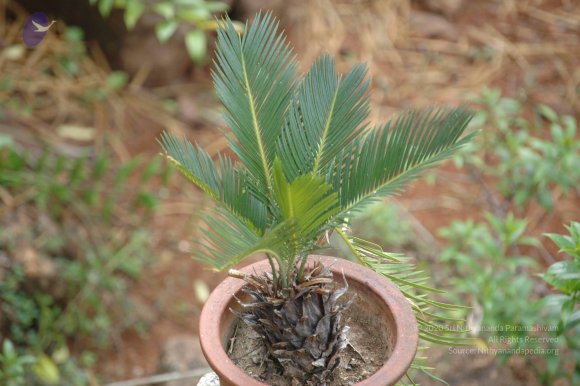 20081111_Photo_1957_DSC_2772_CMP_WM