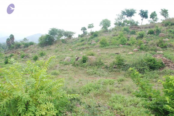 20090730_Photo_1023_DSC_0073_CMP_WM