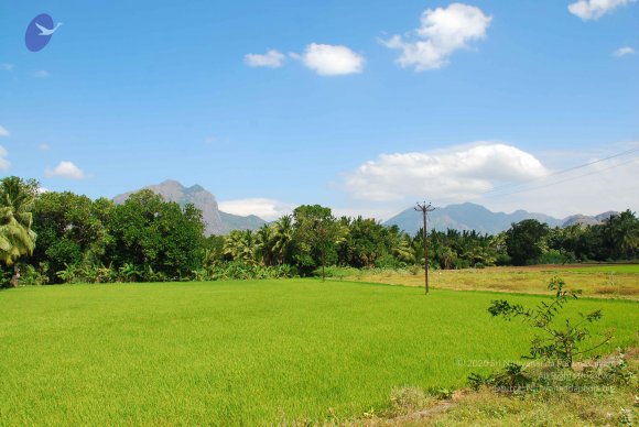 20090113_Photo_1127_DSC_0054_CMP_WM