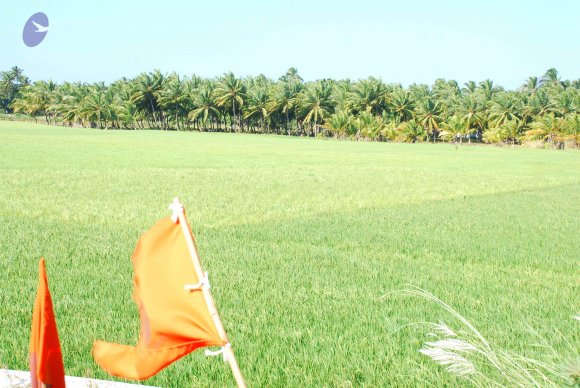 20090113_Photo_1234_DSC_2700_CMP_WM