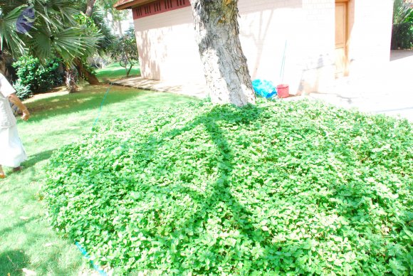 20090113_Photo_1117_DSC_0526_CMP_WM