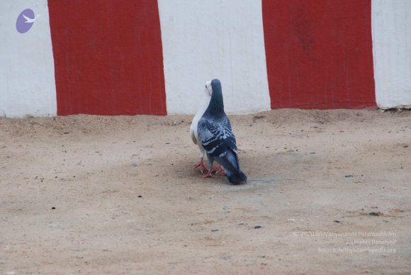 20100813_Photo_1006_DSC_2203_CMP_WM