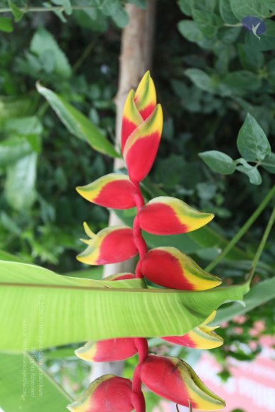 20100817_Photo_1247_IMG_9336_CMP_WM