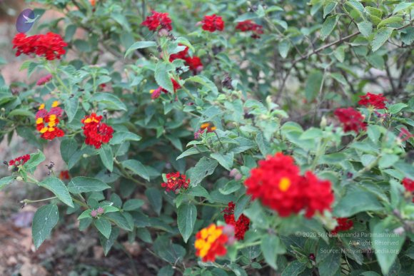 20100817_Photo_1335_IMG_9331_CMP_WM