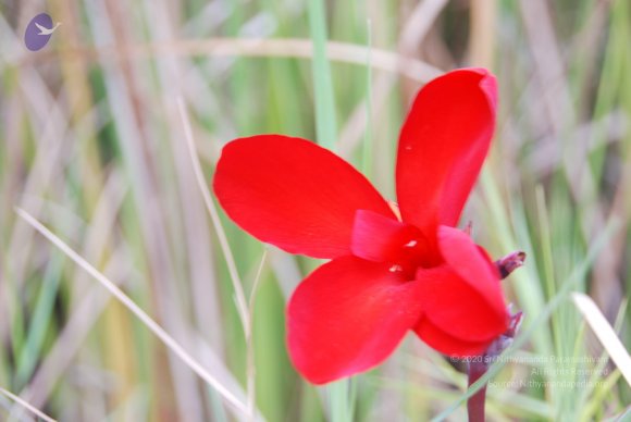 20100705_Photo_1006_DSC_4818_CMP_WM