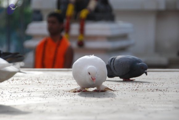 20100717_Photo_1009_DSC_1661_CMP_WM