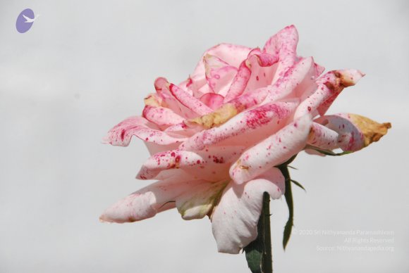DSC_3062_CMP_WM