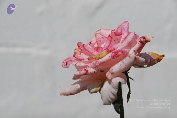 DSC_3063_CMP_WM