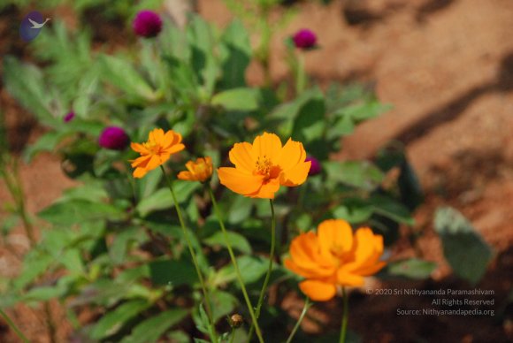 DSC_3064_CMP_WM