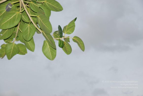 DSC_3532_CMP_WM