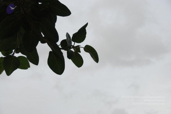 DSC_3533_CMP_WM